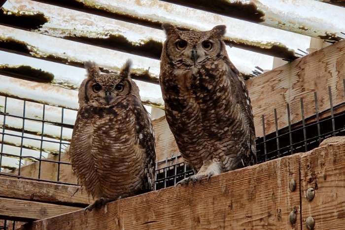 afrikaanse oehoe | bewezen broedkoppels | bubo africanus
