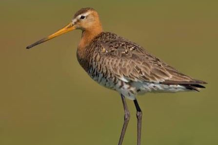 gezocht limosa limosa , limosa lapponica