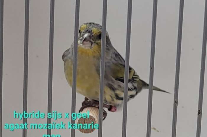 mooie hybriden sijs x kanarie