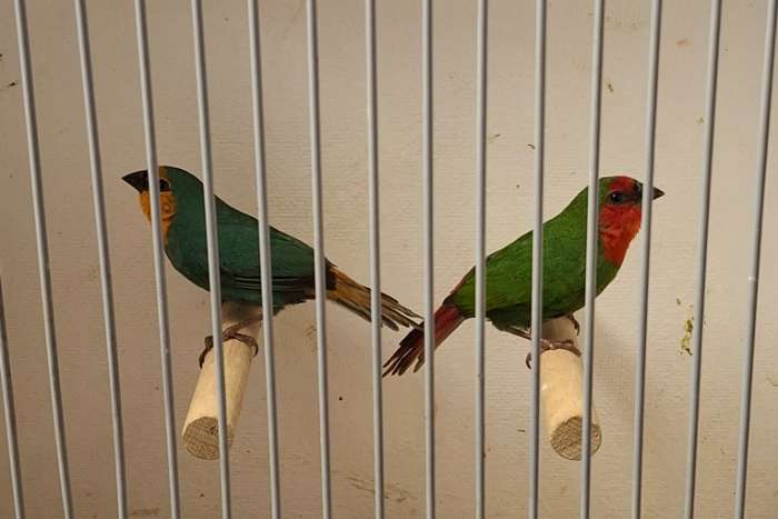 roodkoppapegaaiamadine zeegroen / roodkoppapegaai amadine