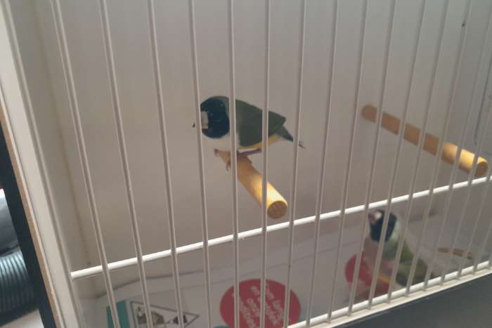 te koop