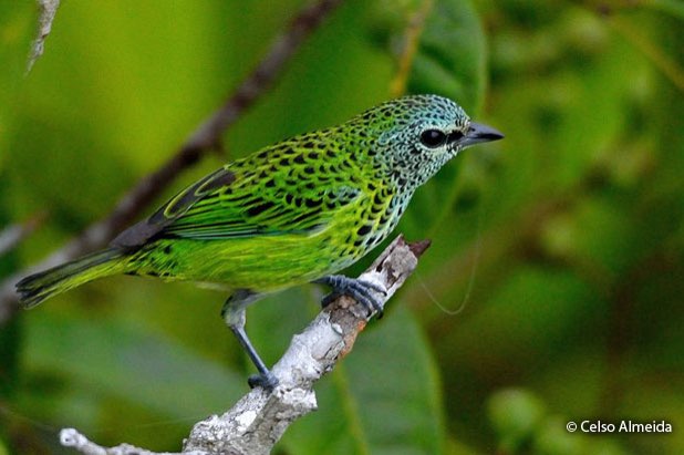 tangara punctata