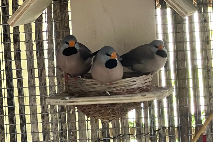 long tailed finch yellow beak (poephila acuticauda acuticauda)