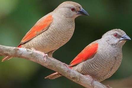 3-3 aurora astrilde (pytilia phoenicoptera) 2025