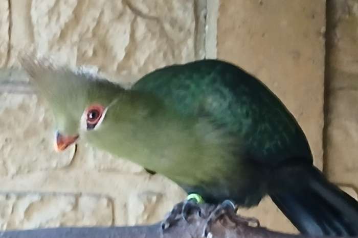livingstone toerako