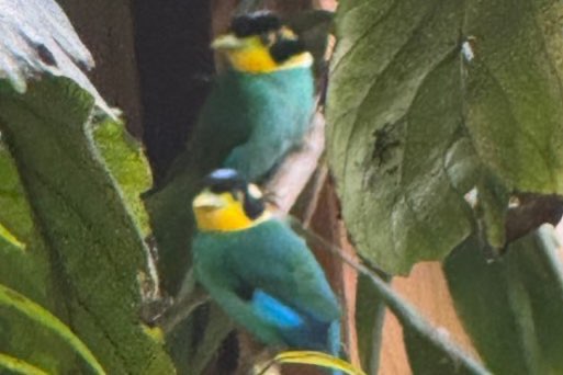 longtailed broadbill