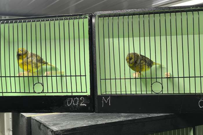 glosters corona en consort uit zeer goede kweeklijnen