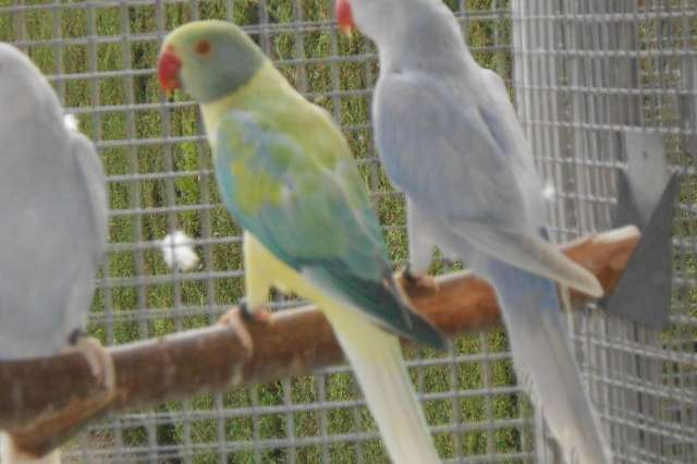 bleekstaart opaline en splitten 2025