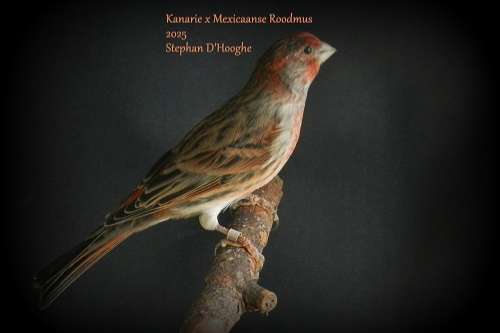 kanarie x mexicaanse roodmus