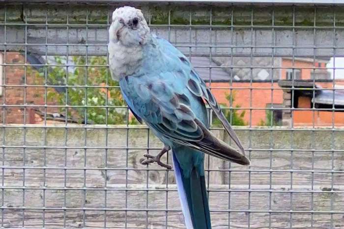 blauw golden rosella 2025