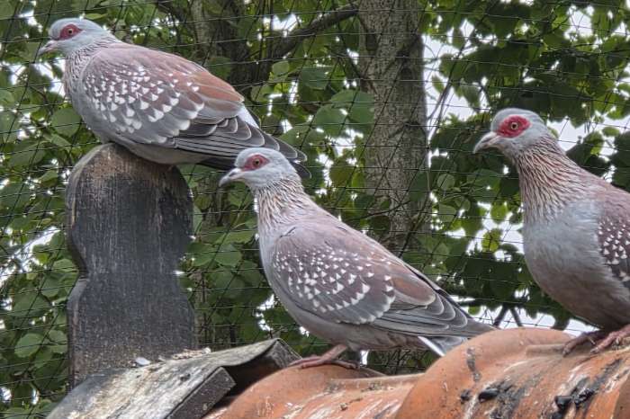 guineaduiven
