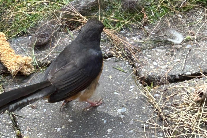 koppel schamalijster