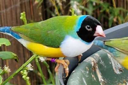diverse gouldamadines mannen