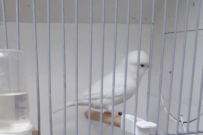 te koop