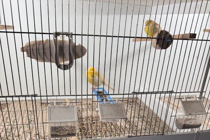 koppel kanaries met 8 jongen (isabel en satinet)