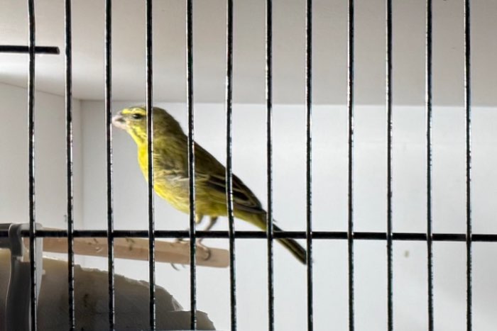 zwavelgele dikbekcini met dna (poppen en mannen) correct geringd