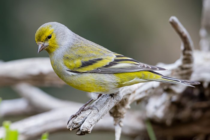 carduelis citrinella