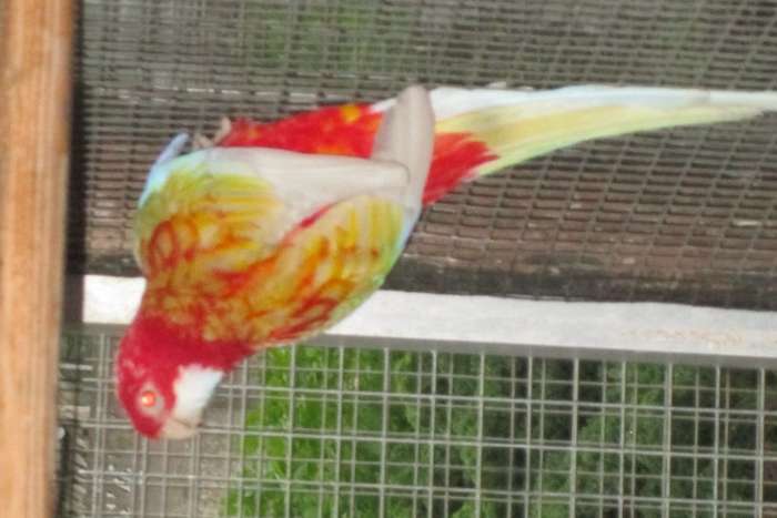 rubino rosella's