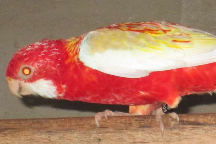 rubino rosella's