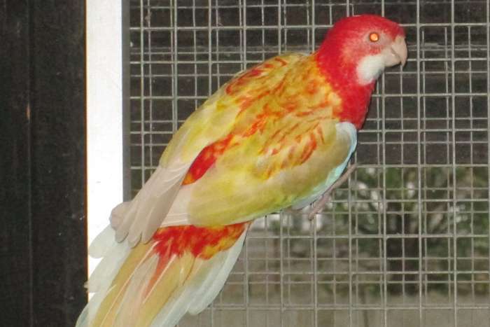 rubino rosella's