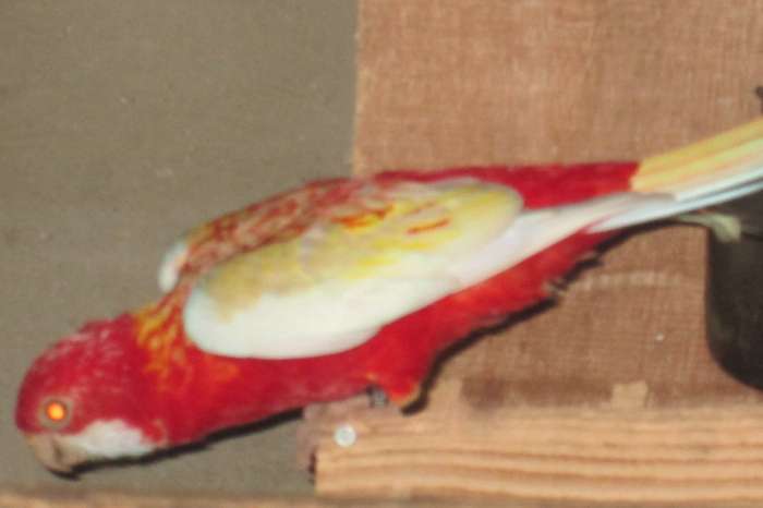rubino rosella's