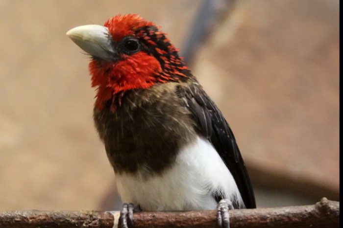 0-0-1 bruinborstbaardvogel