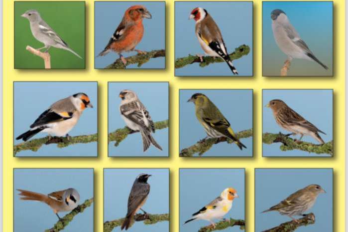 europese cultuurvogelshow