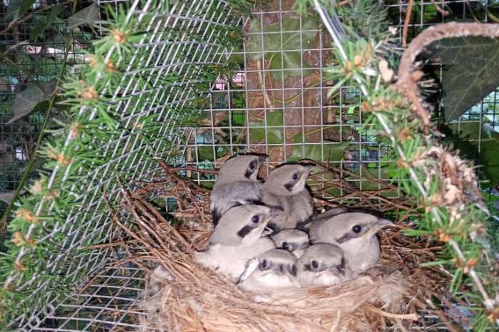 klapekster , lanius excubitor