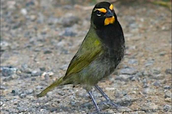 tiaris olivaceus