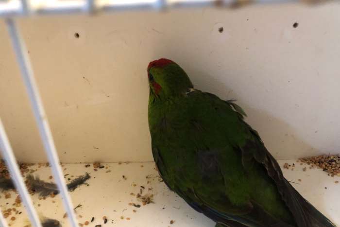 kakariki groen