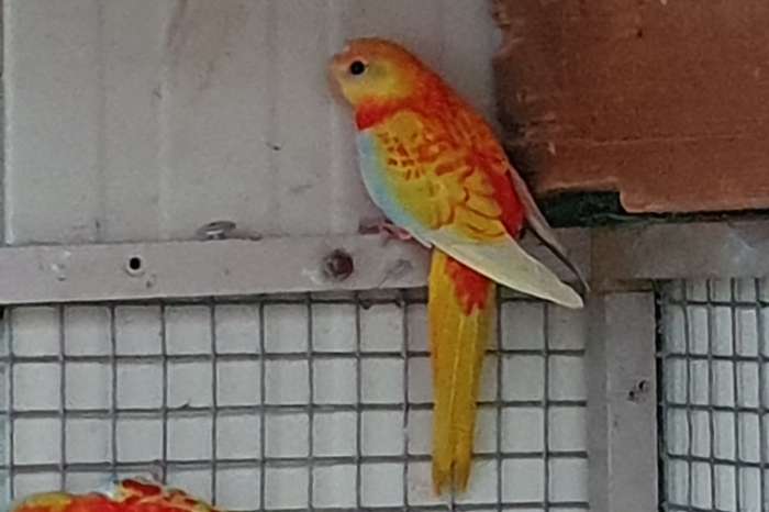 turquoisine pop
