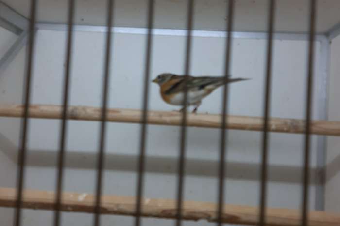 speciale vogeltjes diverse aub goed lezen.