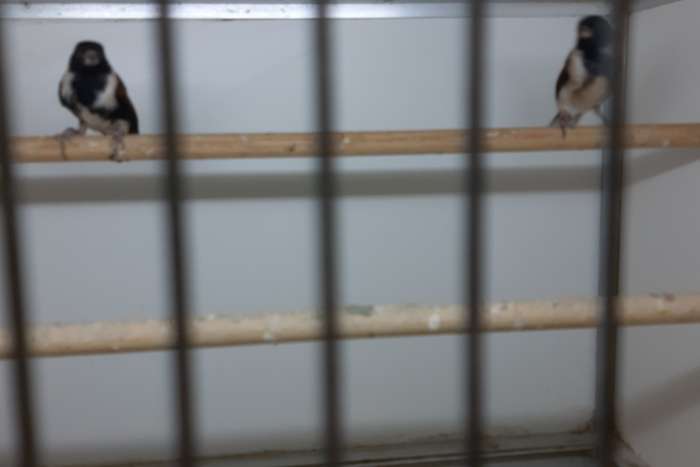 speciale vogeltjes diverse aub goed lezen.