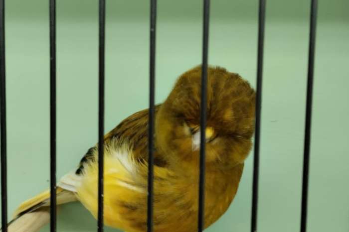 canari norwich
