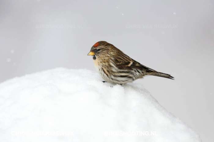 groenlandse barmsijzen (rostrata)
