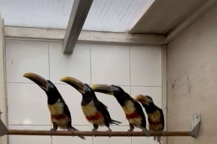 toucans available