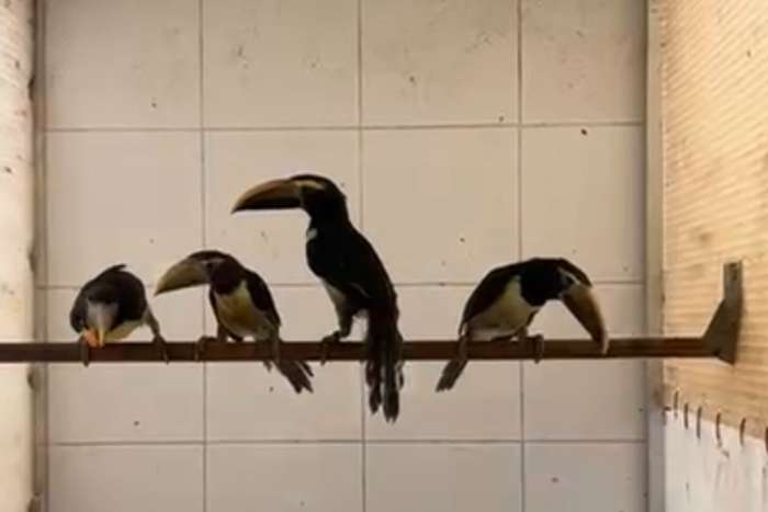 toucans available