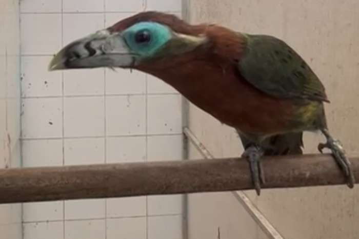 toucans available