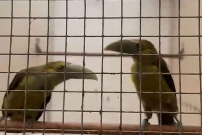 toucans available