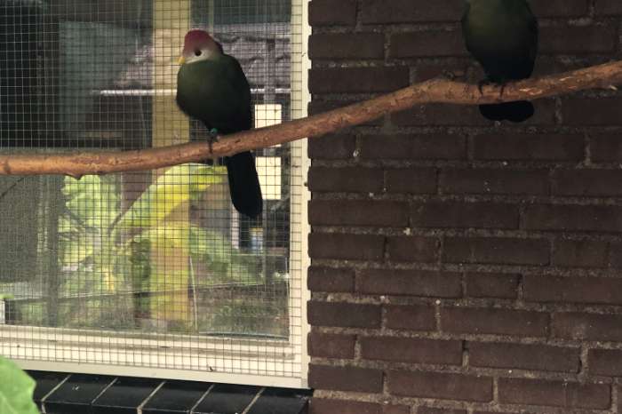 1-1 roodkuif toerako's