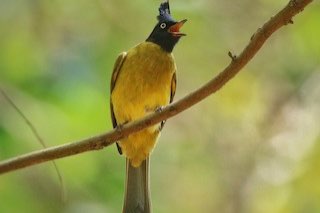 zwartkuif buulbuul - rubigula flaviventris