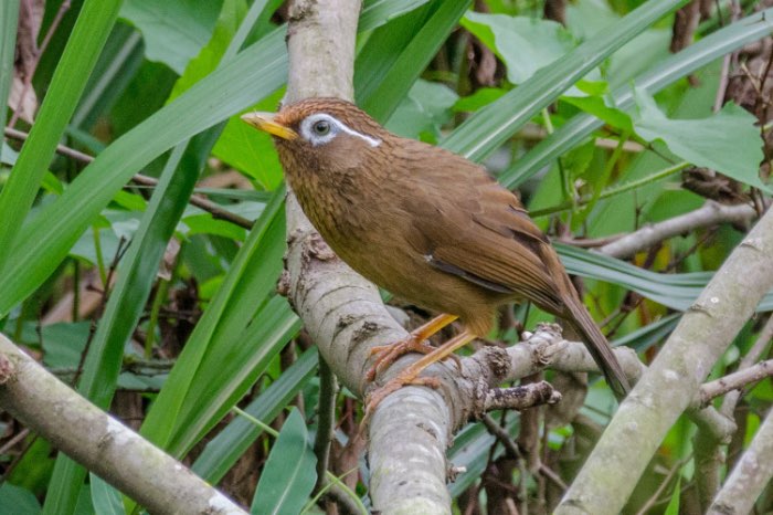 chinese spotlijster - garrulax canorus