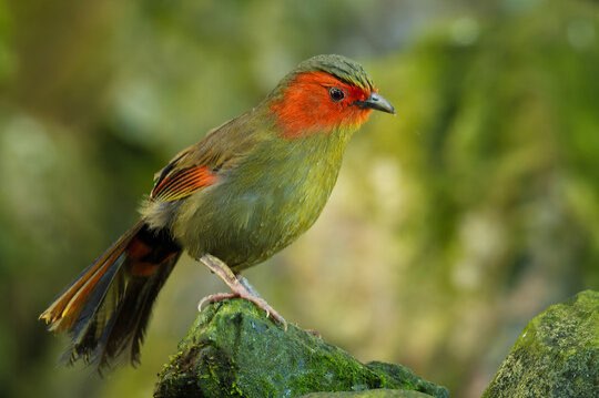 roodwangtimalie - liocichla ripponi