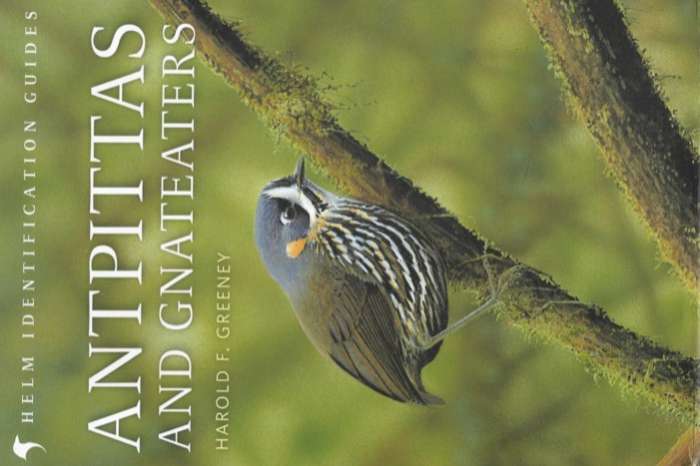 antpittas and gnateaters