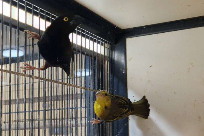 koppel fluweelwevers |  ploceus castaneofuscus | onverwant
