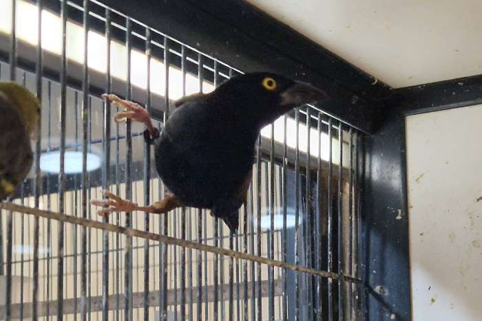 koppel fluweelwevers |  ploceus castaneofuscus | onverwant