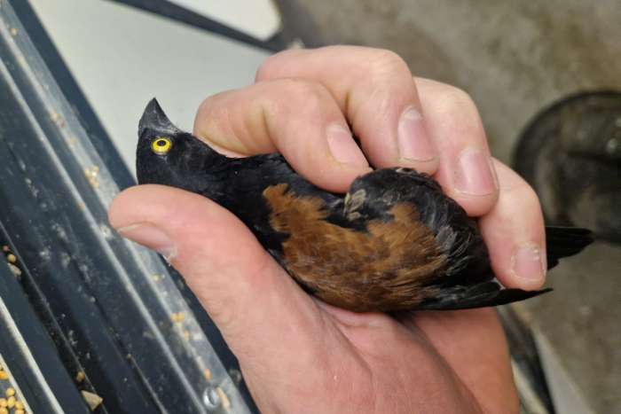 koppel fluweelwevers |  ploceus castaneofuscus | onverwant