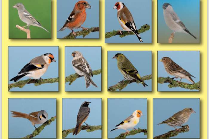grootste europese cultuurvogelshow van nederland