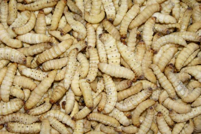 promo full box diepvries insecten / frozen insects !!!