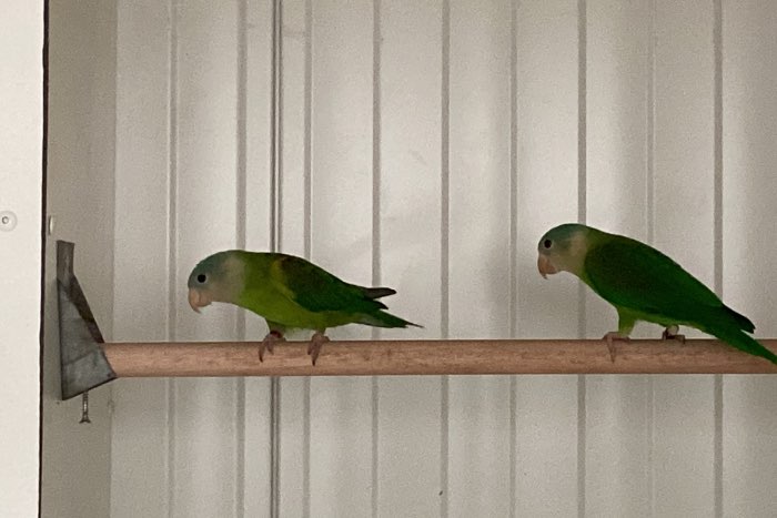 brotogeris en smaragdparkieten